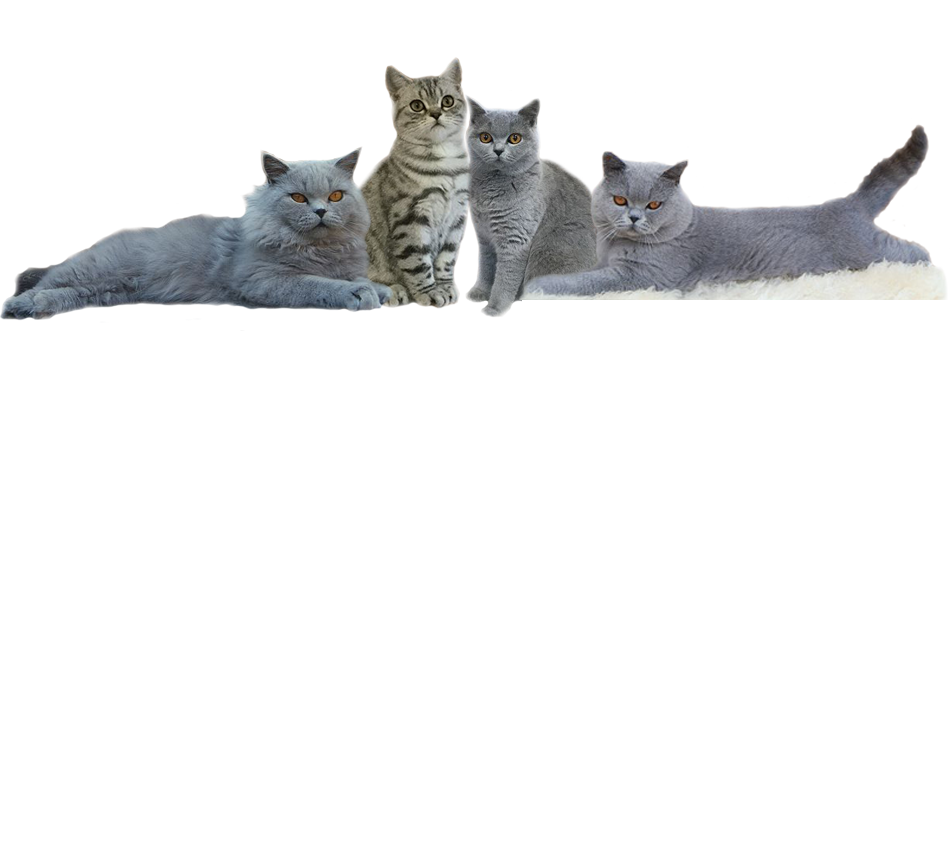 CatBanner